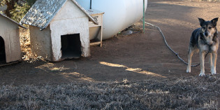 New Mexico’s “Forgotten Dogs”… New Mexico’s “Forgotten Dogs”…