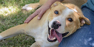 Help Goldie Get Home Help Goldie Get Home