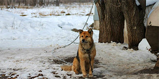 Dogs Freezing at the End of their Chains… Dogs Freezing at the End of their Chains…