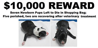Extreme Animal Cruelty Case Extreme Animal Cruelty Case