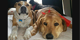 Once an NMDOG… Once an NMDOG…