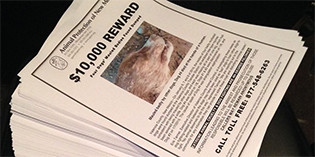 $10,000 Reward in Cruelty Case $10,000 Reward in Cruelty Case