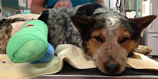 Meet Miracle Heeler Cub Meet Miracle Heeler Cub