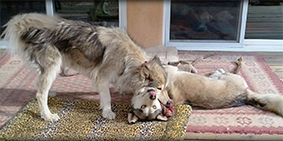 NMDOG Alum Cosmic NMDOG Alum Cosmic