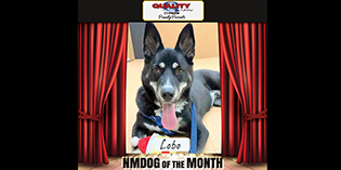 Quality Mazda Dog of the Month June: Lobo Quality Mazda Dog of the Month June: Lobo