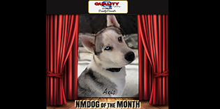 Quality Mazda Dog of the Month September: Axis Quality Mazda Dog of the Month September: Axis