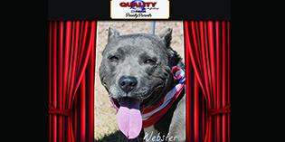 Quality Mazda Dog of the Month October: Webster Quality Mazda Dog of the Month October: Webster