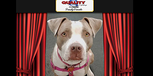 Quality Mazda Dog of the Month: Iala Quality Mazda Dog of the Month: Iala