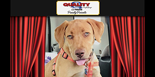 Quality Mazda Dog of the Month Spencer Quality Mazda Dog of the Month Spencer
