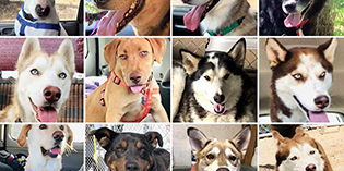 Inventory: NMDOGs available for Forever Inventory: NMDOGs available for Forever