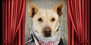 Quality Mazda Dog of the Month: Blossom Quality Mazda Dog of the Month: Blossom