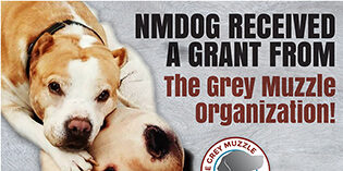 Grey Muzzle Grant Grey Muzzle Grant