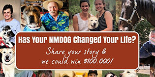 How has your NMDOG changed your life? Tell us all about it! How has your NMDOG changed your life? Tell us all about it!