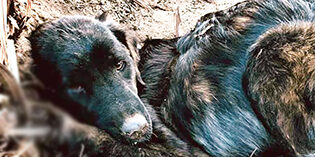 One Horrifying Hike. Meet Mahlia. One Horrifying Hike. Meet Mahlia.