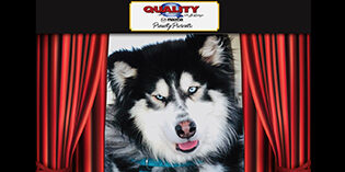 Quality Mazda Dog of the Month: Roadie Quality Mazda Dog of the Month: Roadie