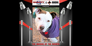 Quality Mazda Dog of the Month: Journey Quality Mazda Dog of the Month: Journey