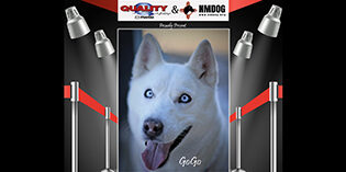 Quality Mazda Dog of the Month: Quality Mazda Dog of the Month: