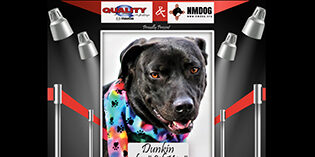 Quality Mazda dog of the month: Dunkin Quality Mazda dog of the month: Dunkin