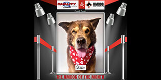 Quality Mazda Dog of the Month: Ivan Quality Mazda Dog of the Month: Ivan