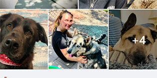 Arrival of Las Vegas Dogs: Donations Needed Arrival of Las Vegas Dogs: Donations Needed