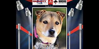 Quality Mazda dog of the month Merry Ethel Quality Mazda dog of the month Merry Ethel