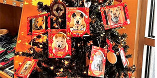 NMDOG Giving Tree is UP! NMDOG Giving Tree is UP!