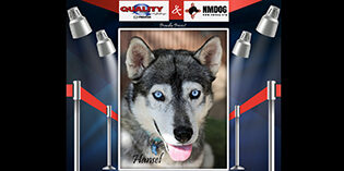 Quality Mazda dog of the month hansel Quality Mazda dog of the month hansel