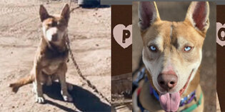 The Newest Member of the NMDOG Pack: Pluto! The Newest Member of the NMDOG Pack: Pluto!