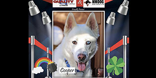 Quality Mazda Dog of the month: Cooper Quality Mazda Dog of the month: Cooper