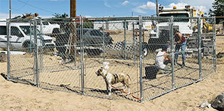 Outreach Dog Pluto UNCHAINED! Outreach Dog Pluto UNCHAINED!