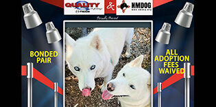 Quality Mazda Dogs of the Month: James Bond and GoGo Quality Mazda Dogs of the Month: James Bond and GoGo