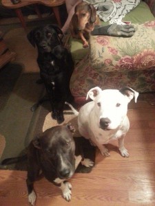Puma with her forever siblings