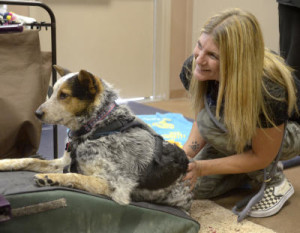 05/22/2015---Angela Stell (CQ) president and director of NMDOG with Cubby, photographed on Friday May 22, 2015. (Dean Hanson/Albuquerque Journal)