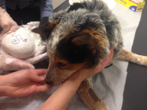 Cub with prosthetics1