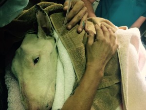 Hubble during treatment
