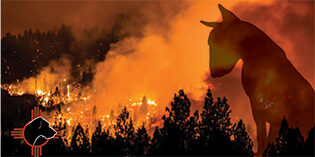Northern NM Fires: Animal Related Resources