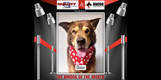 Quality Mazda Dog of the Month: Ivan