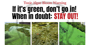 Pet Safety Alert: Green Algae