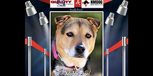 Quality Mazda dog of the month Merry Ethel