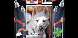 Quality Mazda Dog of the month: Cooper