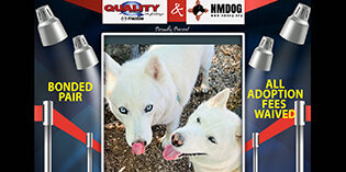 Quality Mazda Dogs of the Month: James Bond and GoGo