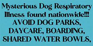 Canine Upper Respiratory Illness